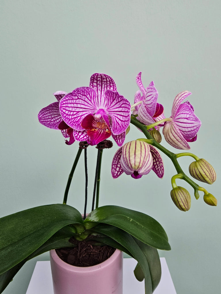 Mini Phalaenopsis Orchids