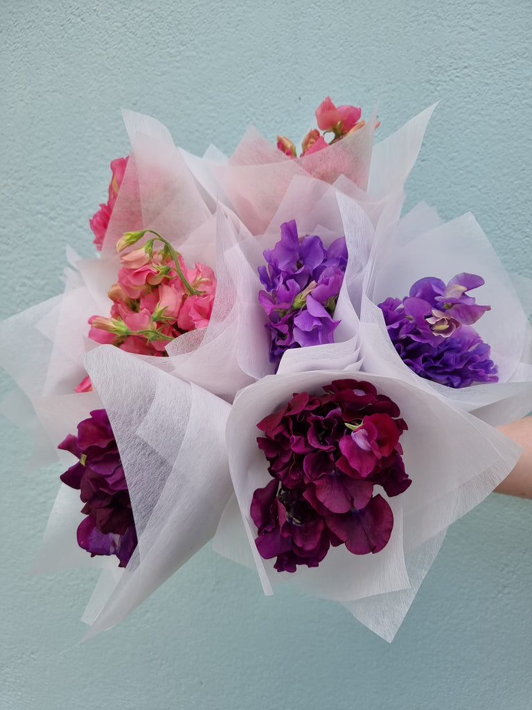Beautiful Sweetpea bunches available for a short season, simply wrapped, sent with a gift card containing your own personal message, and wet wrapped on the stems’ ends to ensure freshness.