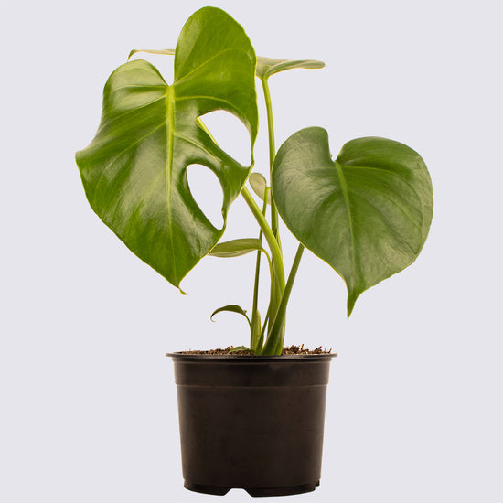 Monstera Deliciosa 14cm Plant